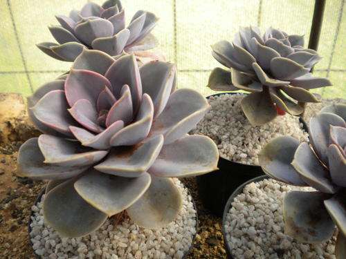 Echeveria Perl von Neurenberg