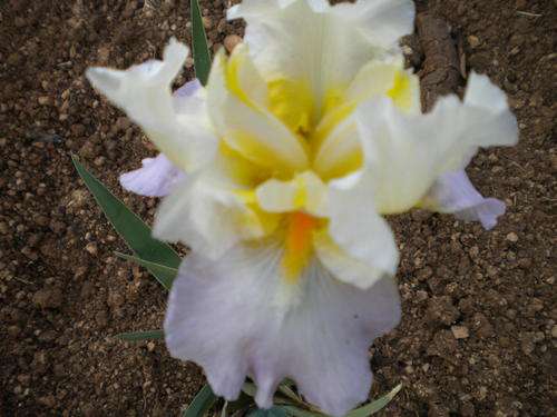 Dream Touch Iris