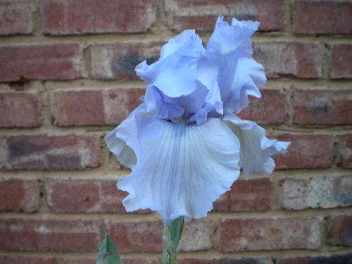 Sunlit Iris