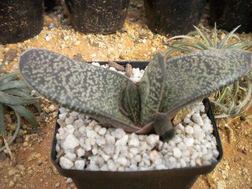 Gasteria