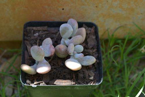 "Moon stones"