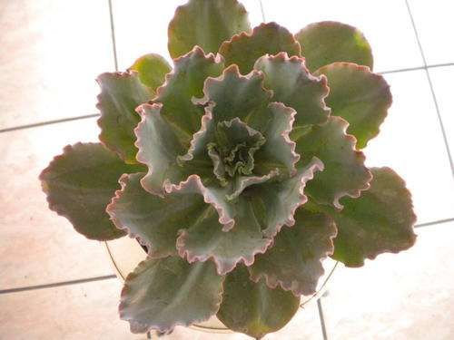 Echeveria Schaviana