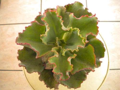 Echeveria Dick's Pink