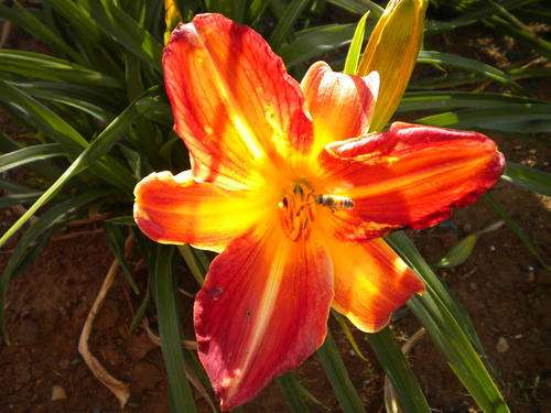 MPL Big Mac Daylily