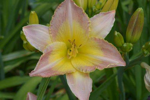 Czar's Treasure Daylily