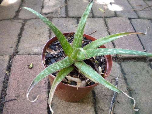 Aloe Lemon Drops