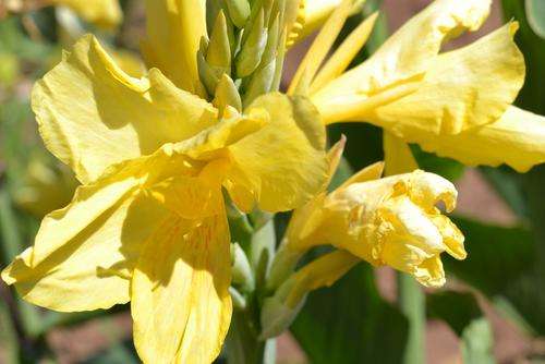 Yellow Canna
