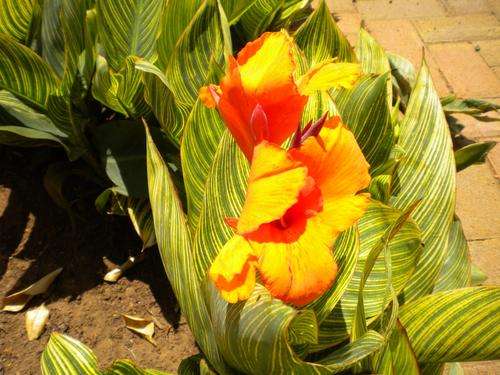 Orange Canna