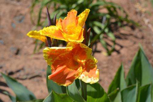 Orange and Yellow Canna