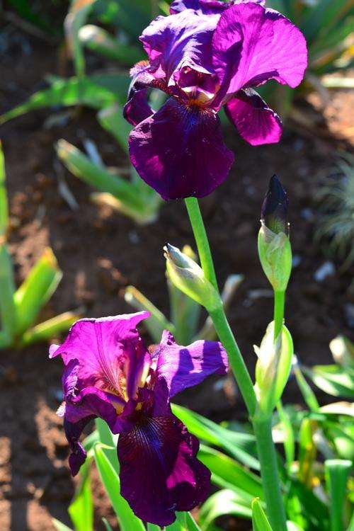 Grape Velvet Iris