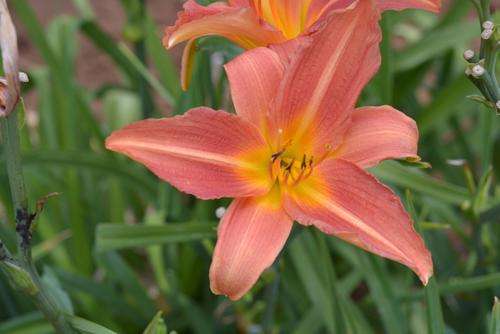 Jef daylily
