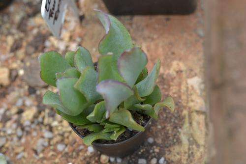 Succulent