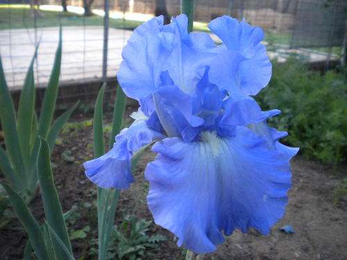 Victoria Falls Iris