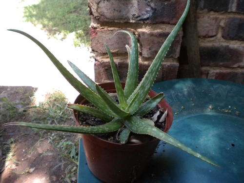 Aloe var "Lemon drops"