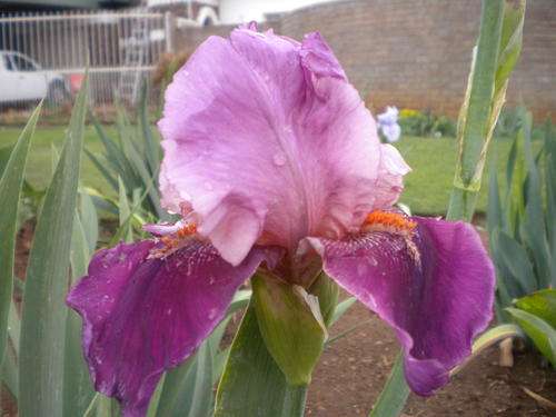 Camelot Rose Iris