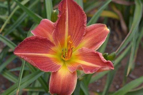 MPL Big Mac daylily