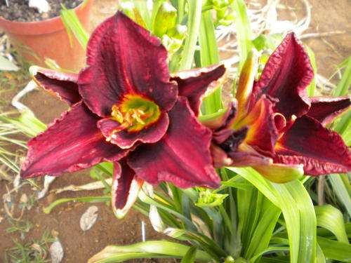 Cupids Arrow daylily