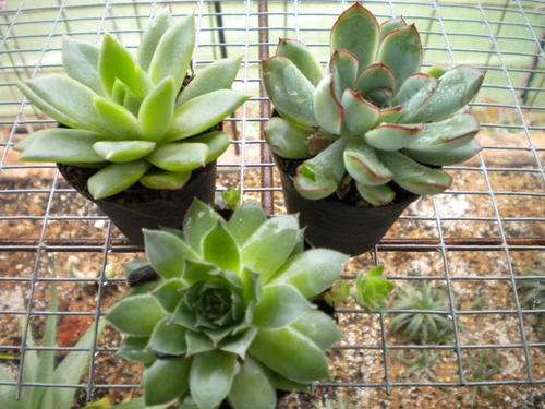 Succulent combo