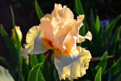 Words & Music Iris