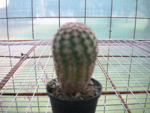 Cactus