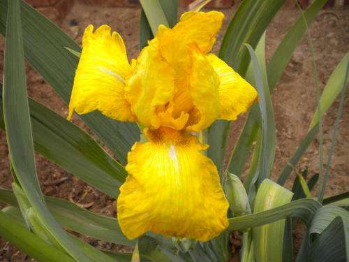Sunny Delight Iris