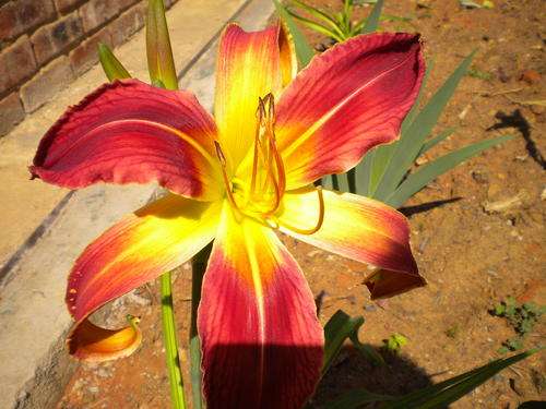 Long Stocking daylily