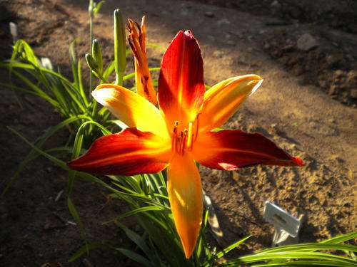 Frans Hals daylily