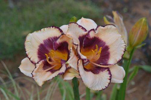 Licorice Candy daylily