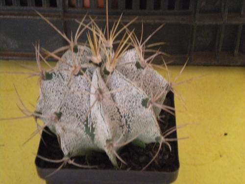 Monk's Hood Cactus