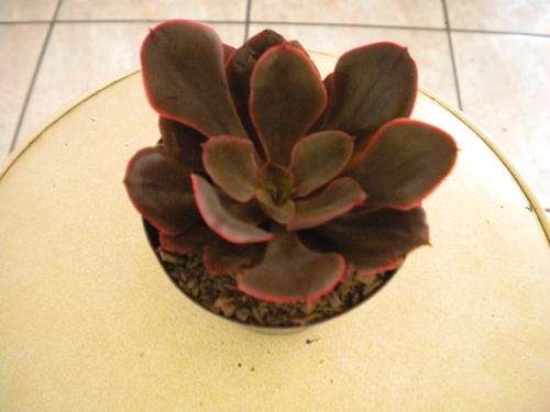 Echeveria