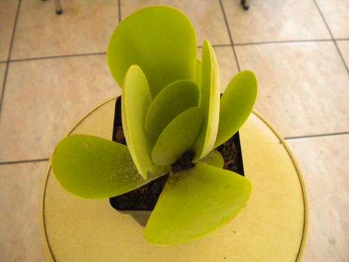 Succulent