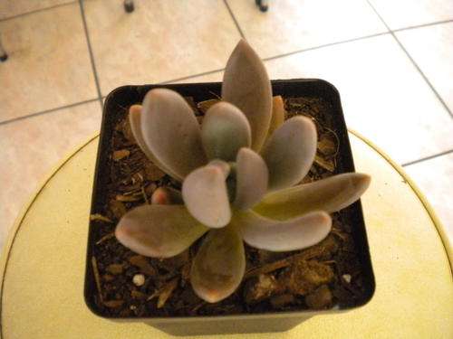 Succulent