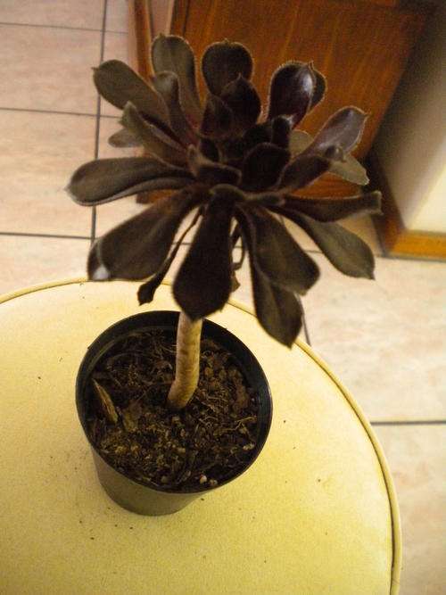 Aeonium