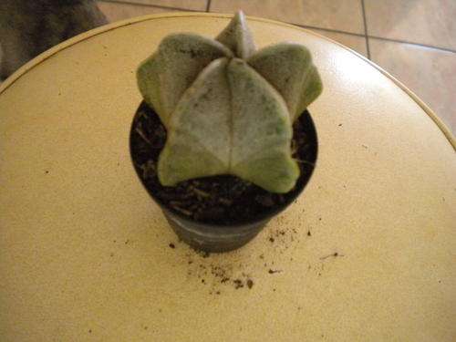 Bishop's Cap Cactus