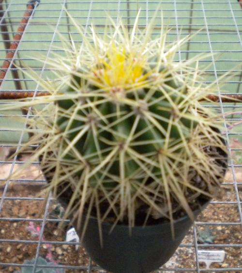 Golden Barrel Cactus