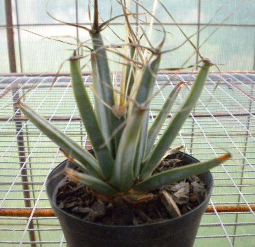 Leuchtenbergia