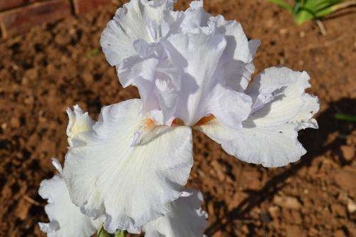 Mesmerizer Iris