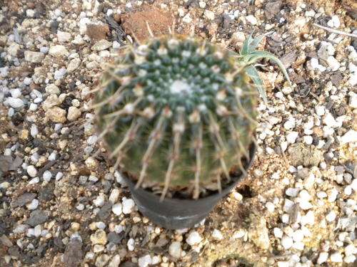 Cactus