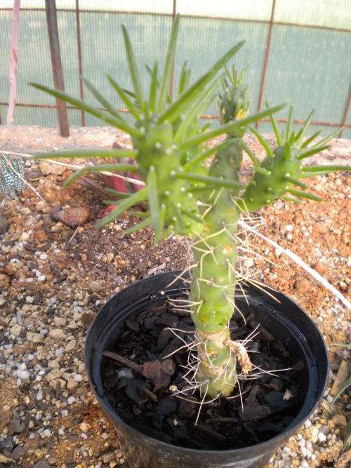 Cactus