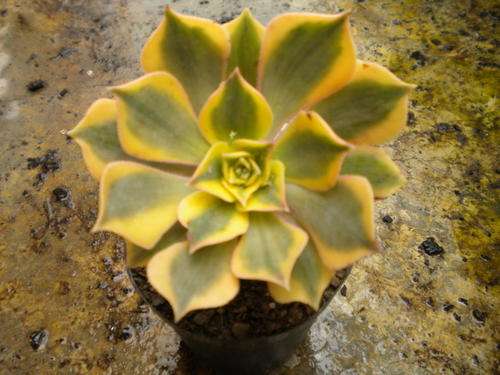 Aeonium Sunburst