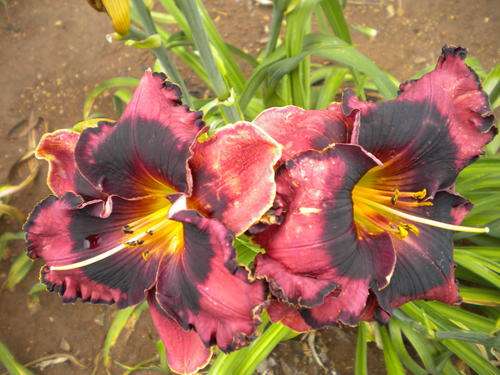 Art Gallery daylily - limited