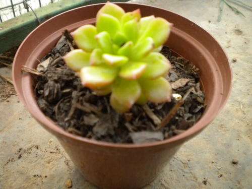 Sedeveria Letizia