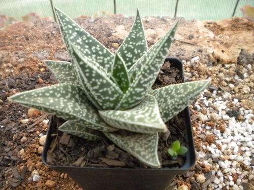 Aloe - miniature