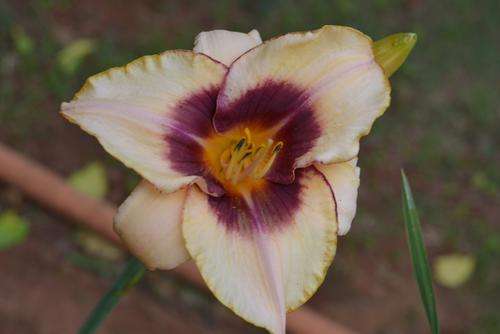 MPL 155 Daylily