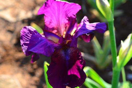 Grape Velvet Iris