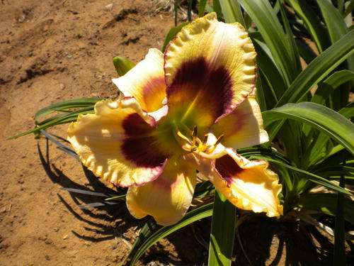 Fantasy Eye daylily