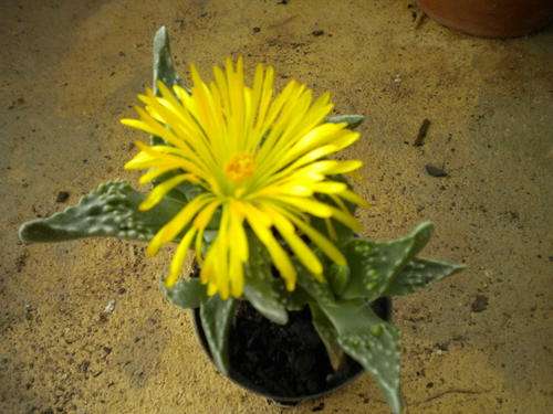 Faucaria