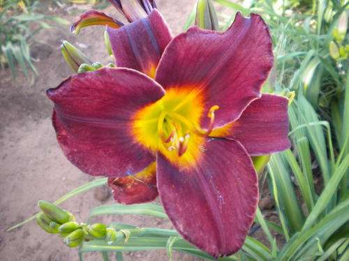 Midnight Magic daylily