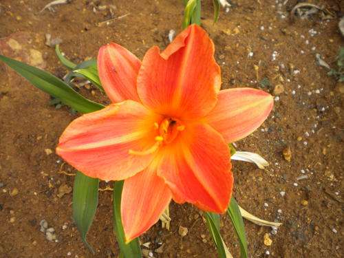 Peach Melba daylily