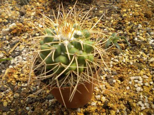 Cactus